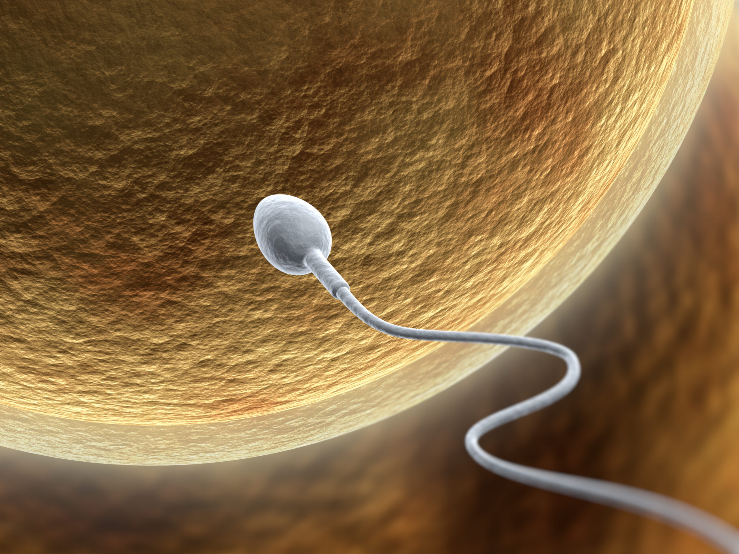 Front Inseem Intratubal and Intrauterine Insemination – Artificial Insemination Methods